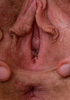 Apricot Pitts in young and hairy, Apricot Pitts (apr024) ATK Natural & Hairy: Apricot Pitts (Apricot Pitts in young and hairy)