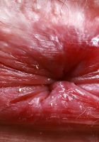 ATK Galleria: Daydream Daisy (Daydream Daisy Thong Panties Wide Spreads)