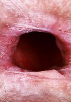 ATK Natural & Hairy: Jackie Hoff (Jackie Hoff has something you'll like)