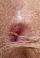 Lux Rose in latinas, Lux Rose (lux004) ATK Exotics: Lux Rose (Lux Rose in latinas)