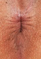 Penelope Reed Hole Spreads, Penelope Reed (pen027) ATK Exotics: Penelope Reed (Penelope Reed Hole Spreads)