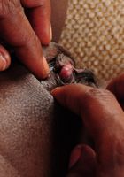 ATK Exotics: Tenecia (Say hello to Tenecia)